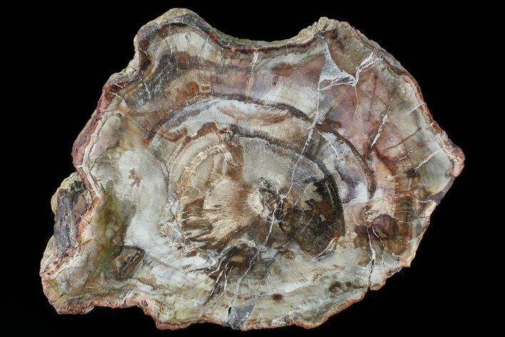 Polished Petrified Wood (Araucaria) Section - Madagascar #81738